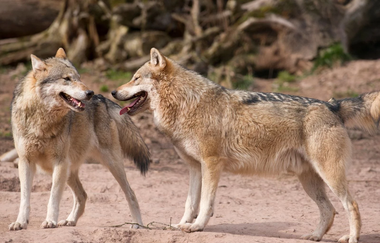 CB1 Wanderdreiklang Cleebronn | Wölfe im Wildparadies Tripsdrill | © Wildparadies Tripsdrill