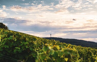Landschaft im Zabergäu | © Touristikgemeinschaft HeilbronnerLand e.V.