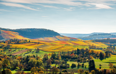 Weinlagen am Heuchelberg | Naturpark Stromberg-Heuchelberg | HeilbronnerLand | © Touristikgemeinschaft HeilbronnerLand e.V.