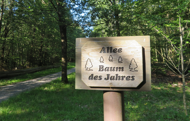 Zur "Allee der Bäume des Jahres" und durchs "Mannbachtal" | © Gemeinde Reichartshausen