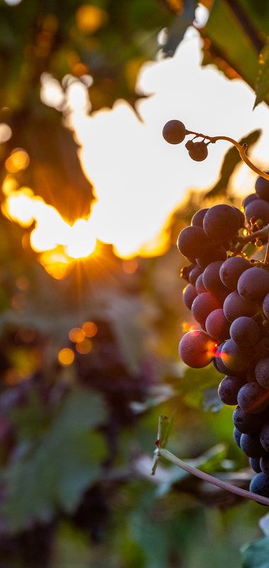Weinberg mit roten Trauben im Sonnenuntergang | © Michael Mayer