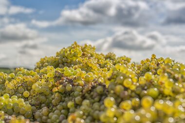 Berg an hellen Weintrauben in der Sonne | © Dieter Anzock