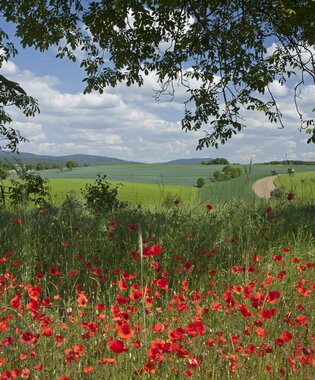 Roter Mohn auf einer Wiese unter einem Baum mit Blick auf grüne Felder und einen gewundenen Weg unter blauem Himmel mit Wolken. | © Landratsamt Rhein-Neckar-Kreis; Foto: Dorothea Burkhardt